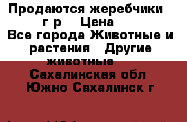 Продаются жеребчики 14,15 16 г.р  › Цена ­ 177 000 - Все города Животные и растения » Другие животные   . Сахалинская обл.,Южно-Сахалинск г.
